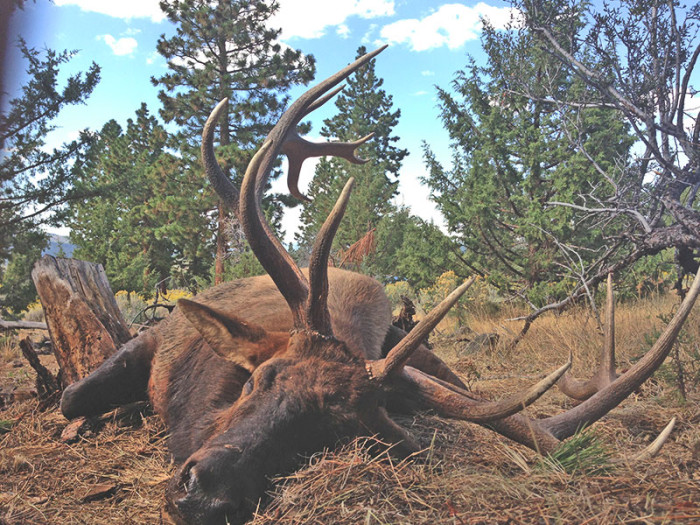 Kika Worldwide Outfitters Specializing in Desert Bighorn Sheep & Tule Elk